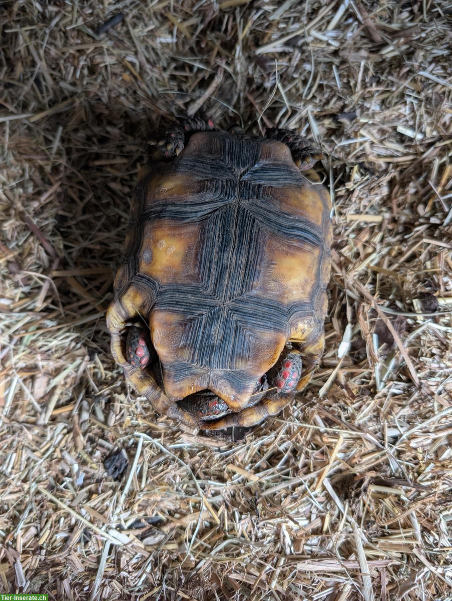 Bild 5: Köhlerschildkröten Jungtiere Nachzucht zu verkaufen