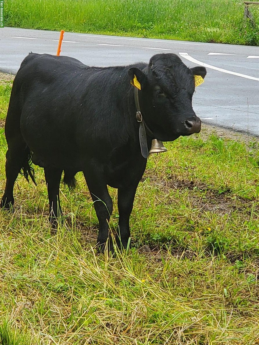 Junger Dexter Stier handzahm