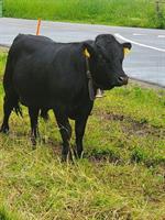 Junger Dexter Stier handzahm
