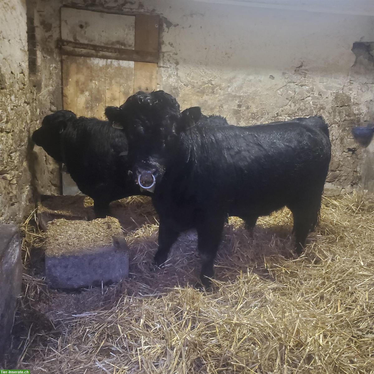 Bild 3: Junger Dexter Stier handzahm