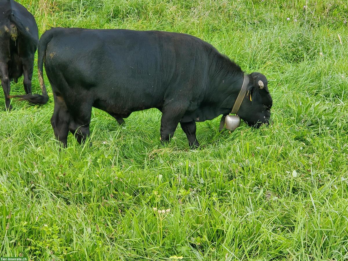 Bild 4: Junger Dexter Stier handzahm