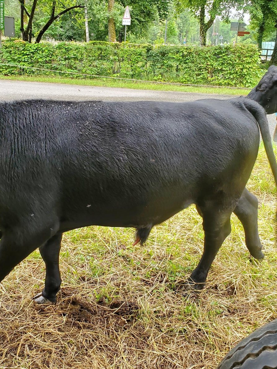 Bild 5: Junger Dexter Stier handzahm