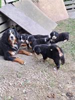 Berner Sennenhund Welpen zu verkaufen