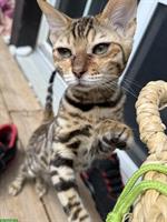 Bengal Kitten, Yuma, 4 Monate