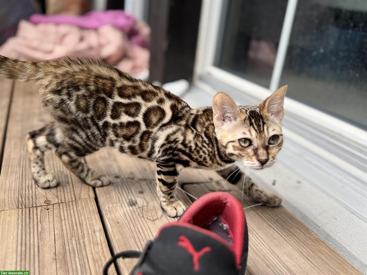 Bild 2: Bengal Kitten, Yuma, 4 Monate
