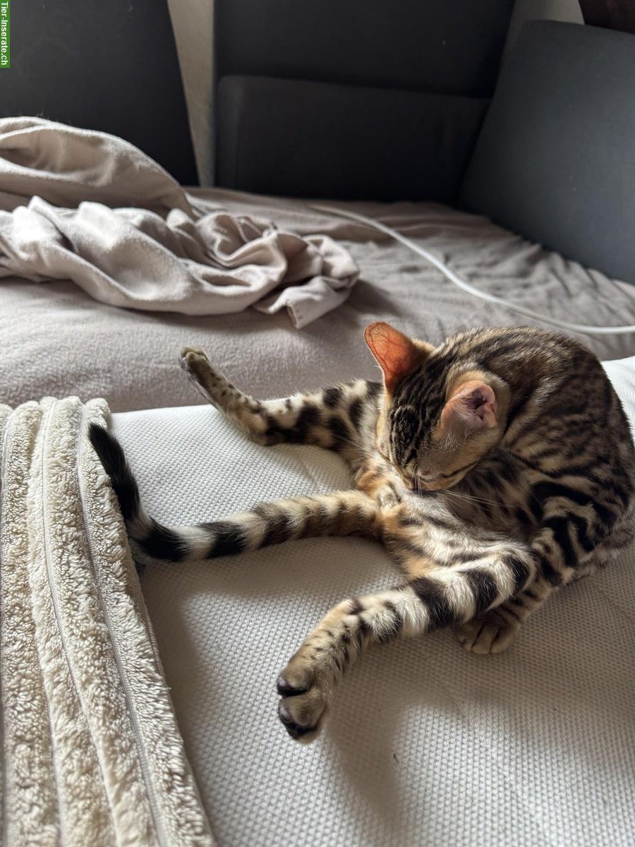 Bild 3: Bengal Kitten, Yuma, 4 Monate