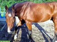 Selbstversorgerstall GESUCHT, Raum Sarganserland, Schänis, Bilten, GL