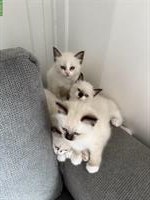 Heilige Birma Katerli sucht ein Zuhause
