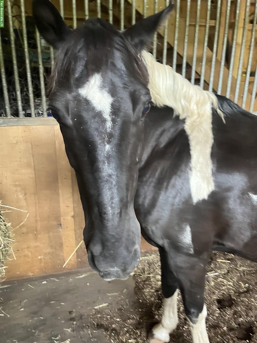Super liebes Pony zu verkaufen