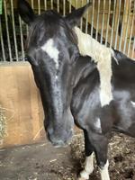 Super liebes Pony zu verkaufen