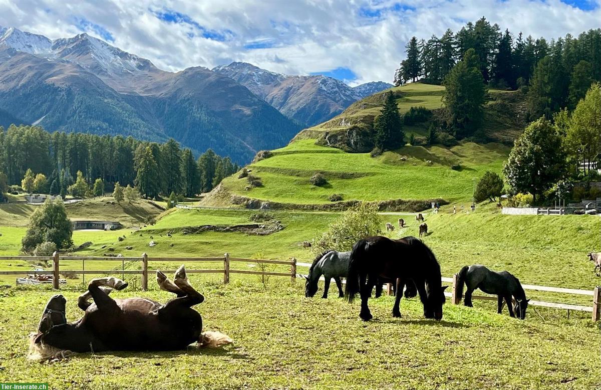 Bild 10: Stalla Sainas Pensionsstall Altersweide Offenstall | 7551 Ftan GR