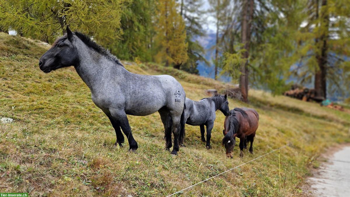 Bild 8: Stalla Sainas Pensionsstall Altersweide Offenstall | 7551 Ftan GR