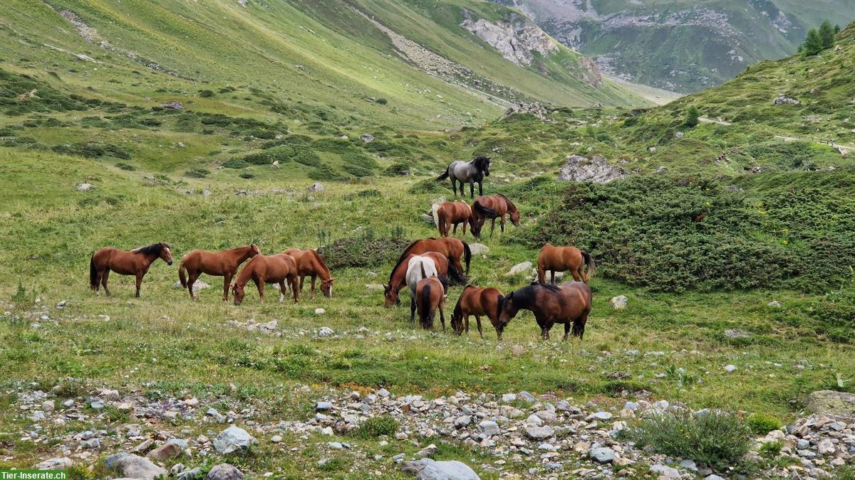 Bild 9: Stalla Sainas Pensionsstall Altersweide Offenstall | 7551 Ftan GR