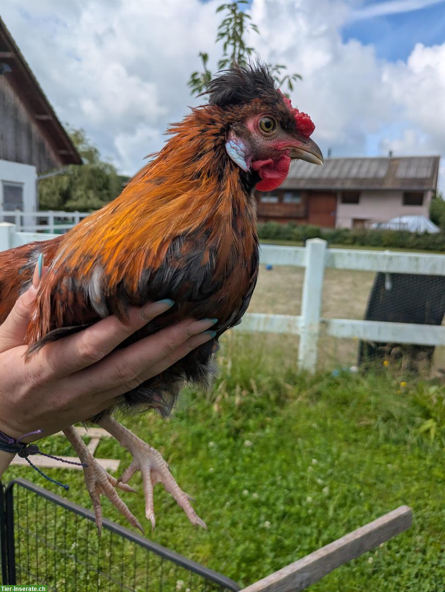 GRATIS Mischlings Hähne abzugeben