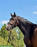 Schönes Freizeitpferd, Stute, Belgisches Warmblut, 5-jährig
