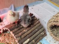 Zwergseidenhuhn Küken gratis abzugeben