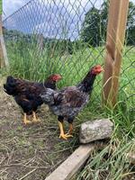 Zwerg Wyandotten Hähne suchen neues zuhause
