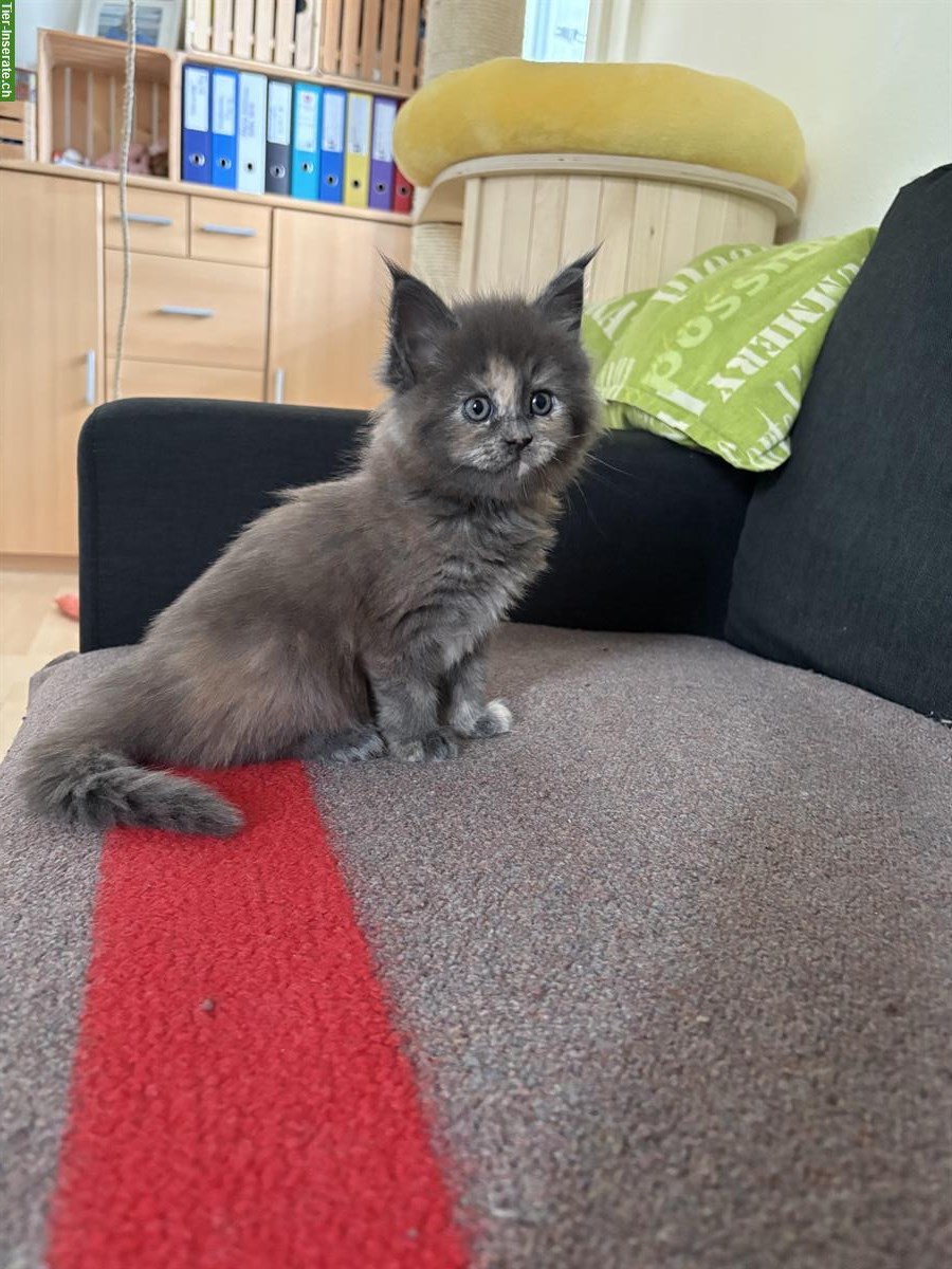 Reinrassige Maine Coon Kitten, black & white und blue tortie