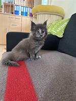 Reinrassige Maine Coon Kitten, black & white und blue tortie