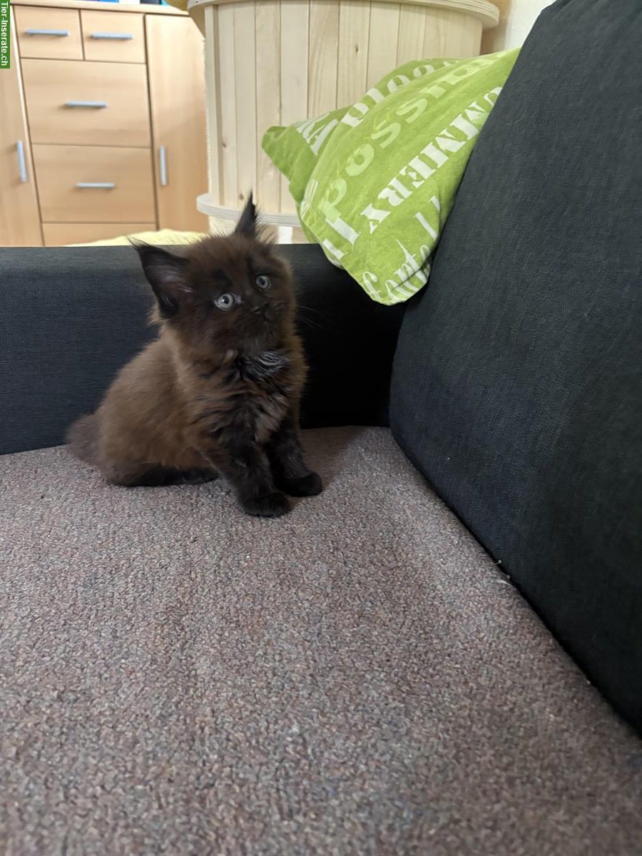 Bild 2: Reinrassige Maine Coon Kitten, black & white und blue tortie