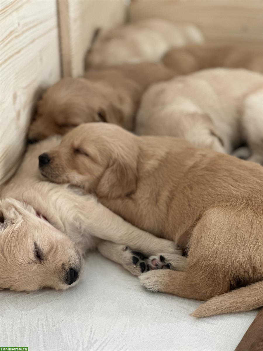 Goldendoodle Welpen frühstens abzugeben ab dem 19. August