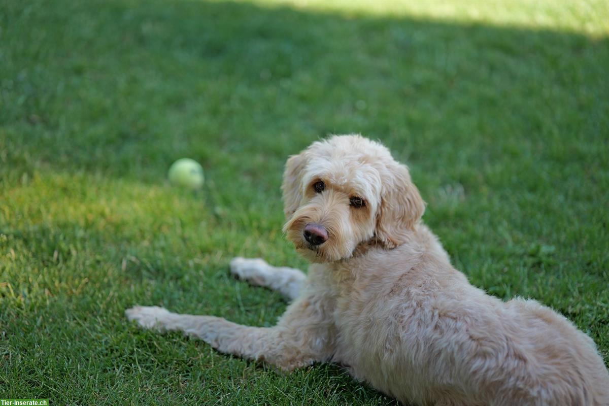 Bild 2: Goldendoodle Welpen frühstens abzugeben ab dem 19. August