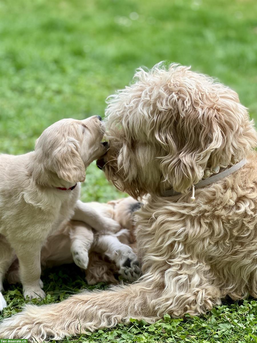 Bild 3: Goldendoodle Welpen frühestens abzugeben ab dem 19. August