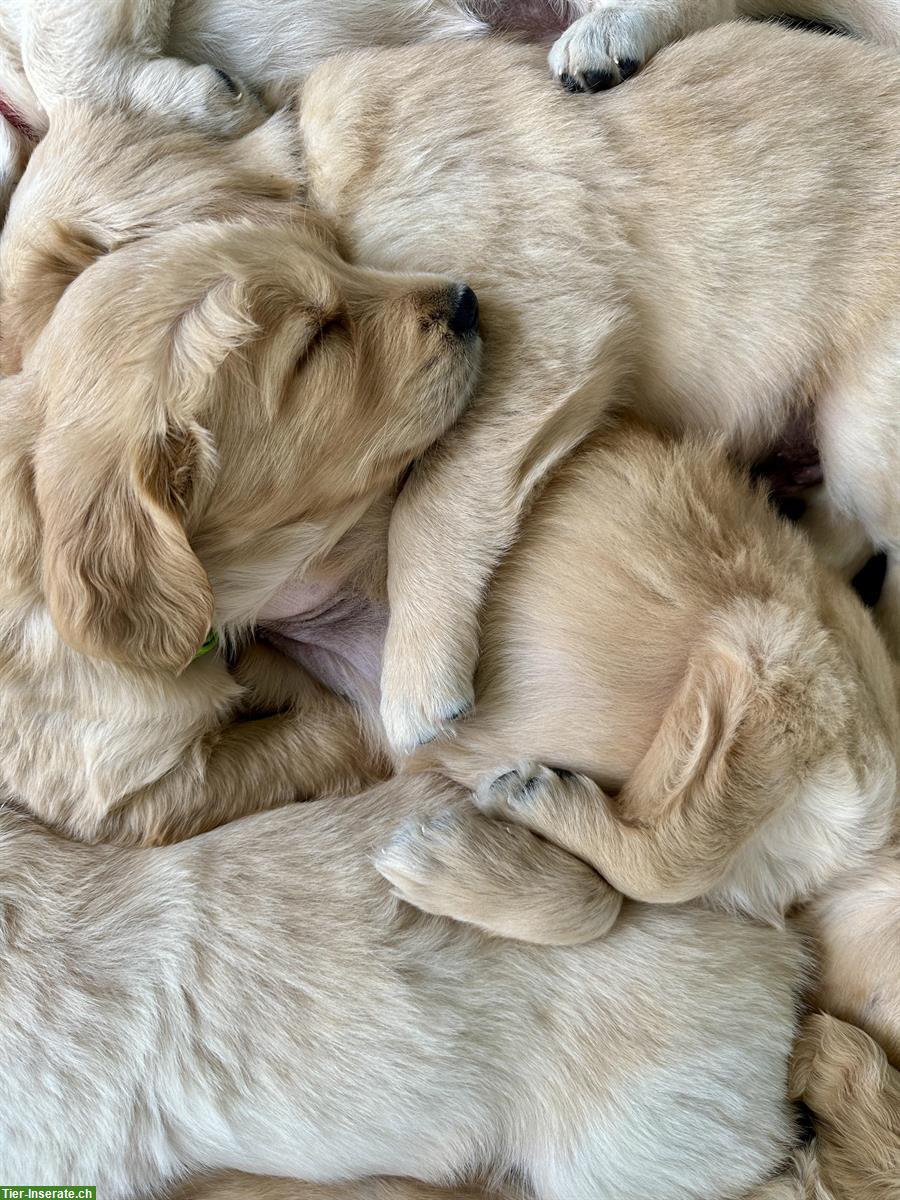 Bild 4: Goldendoodle Welpen frühestens abzugeben ab dem 19. August