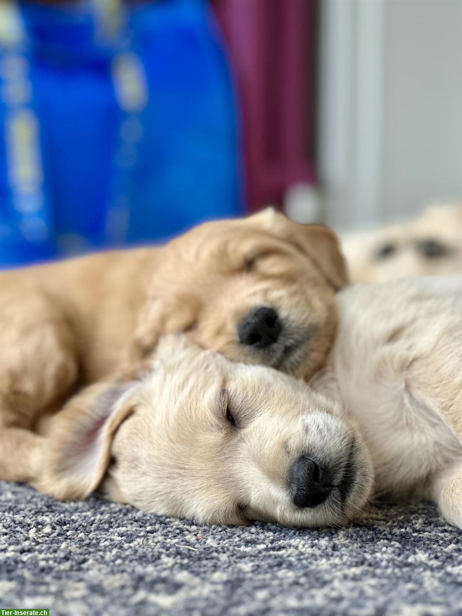 Bild 5: Goldendoodle Welpen frühestens abzugeben ab dem 19. August