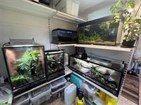 Rückwandbau - Bepflanzung - Einrichtung für dein Terrarium