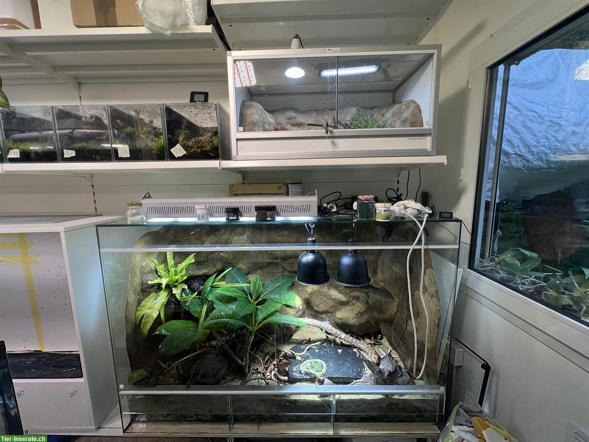 Bild 2: Rückwandbau - Bepflanzung - Einrichtung für dein Terrarium