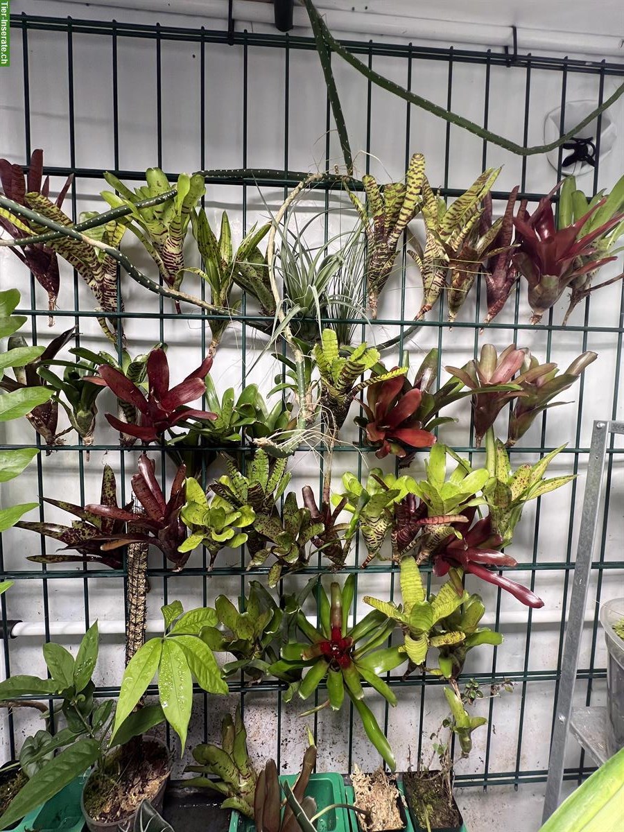 Bild 4: Rückwandbau - Bepflanzung - Einrichtung für dein Terrarium