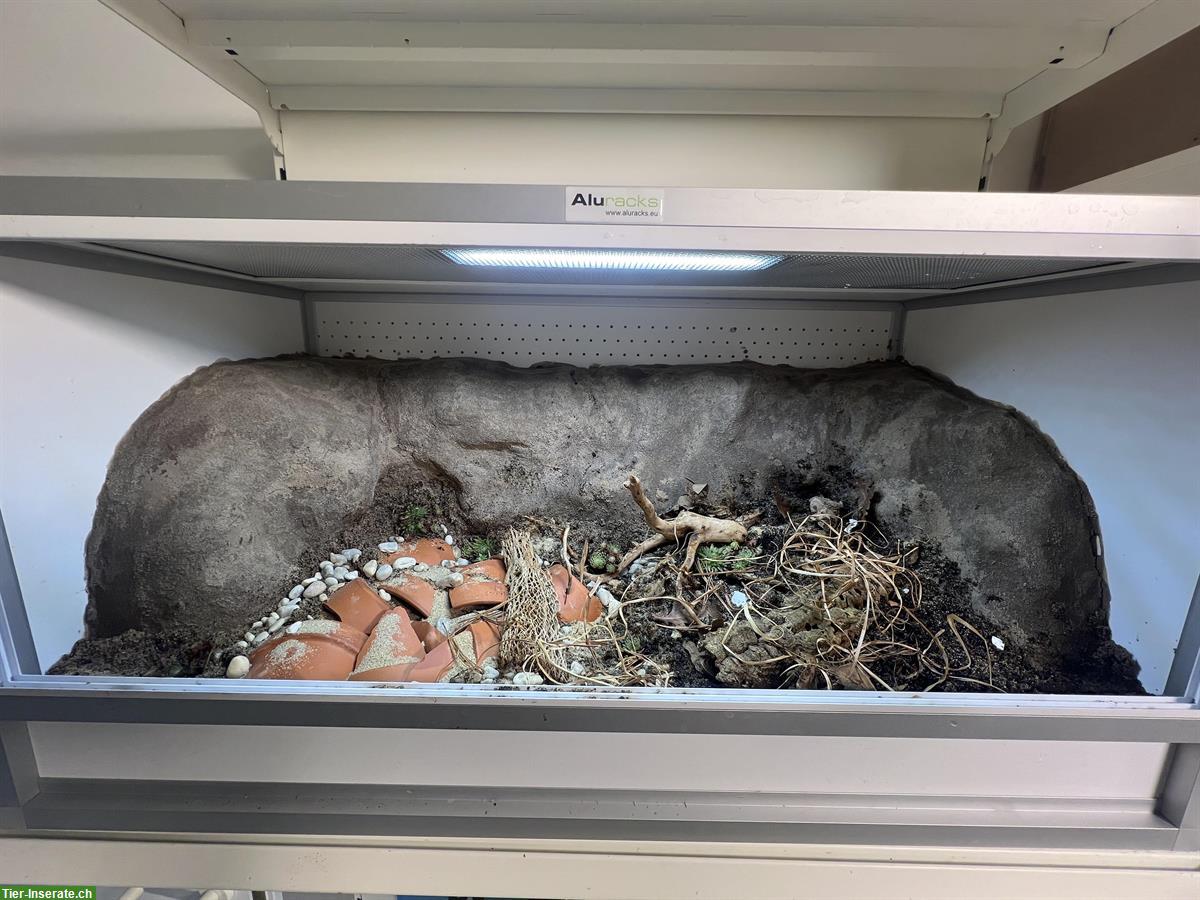 Bild 5: Rückwandbau - Bepflanzung - Einrichtung für dein Terrarium