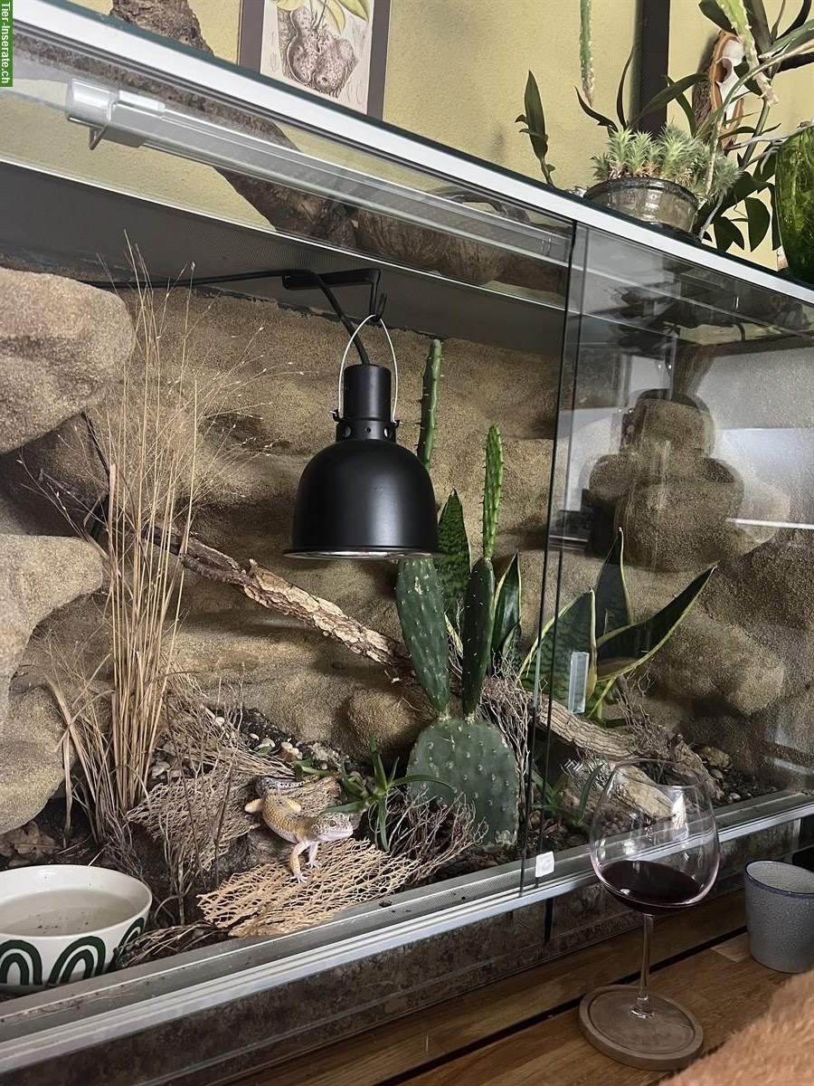 Bild 6: Rückwandbau - Bepflanzung - Einrichtung für dein Terrarium