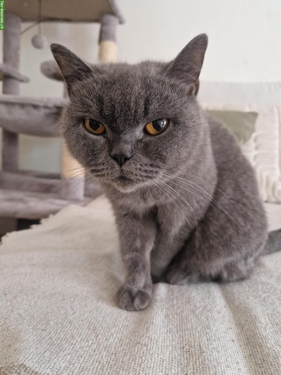 British Shorthair Katze, weiblich, 5-jährig inkl. Zubehör