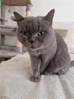British Shorthair Katze, weiblich, 5-jährig inkl. Zubehör