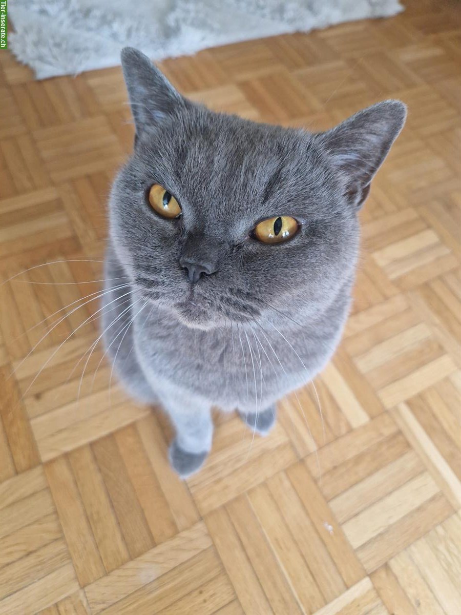 Bild 2: British Shorthair Katze, weiblich, 5-jährig inkl. Zubehör