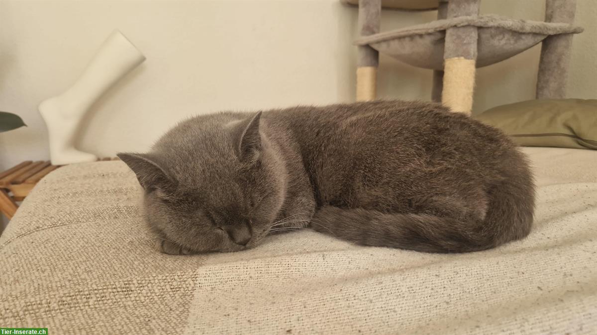 Bild 3: British Shorthair Katze, weiblich, 5-jährig inkl. Zubehör