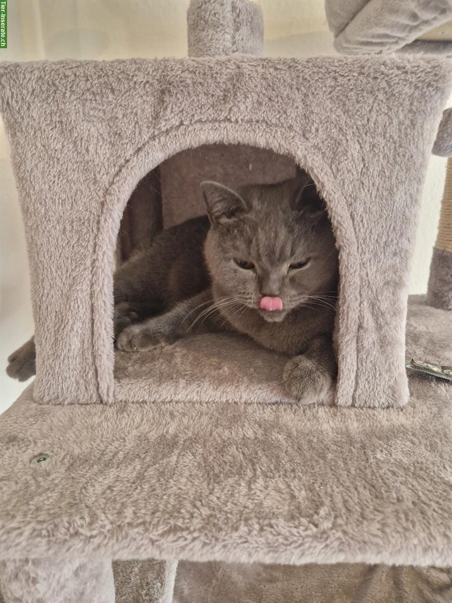 Bild 4: British Shorthair Katze, weiblich, 5-jährig inkl. Zubehör