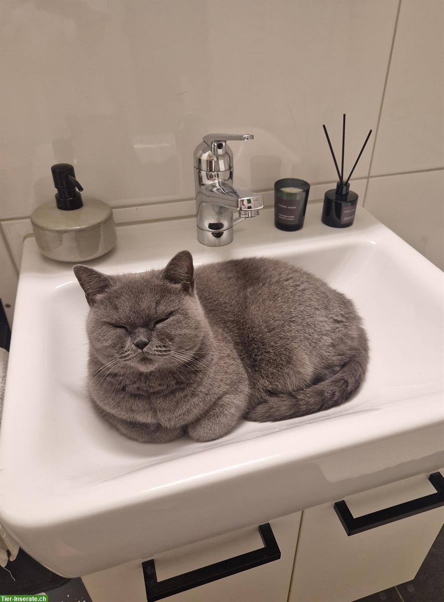 Bild 5: British Shorthair Katze, weiblich, 5-jährig inkl. Zubehör