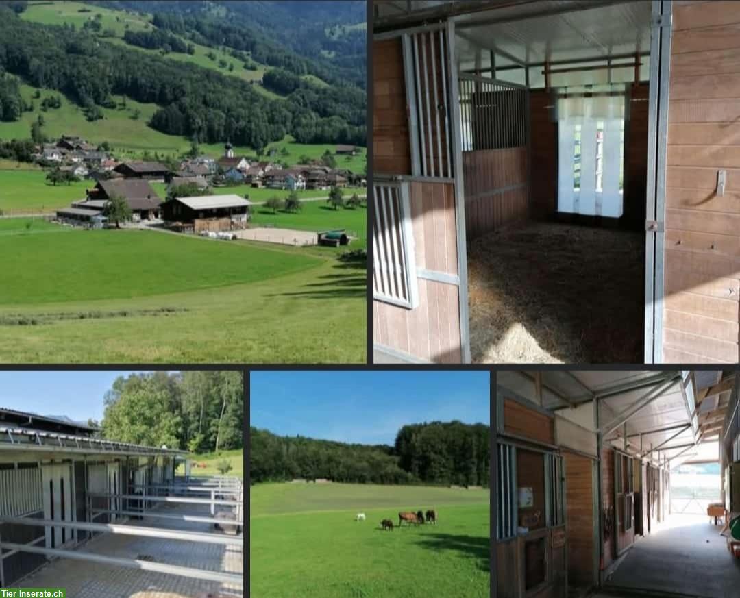 Auslaufboxe zu vermieten in Maseltrangen SG