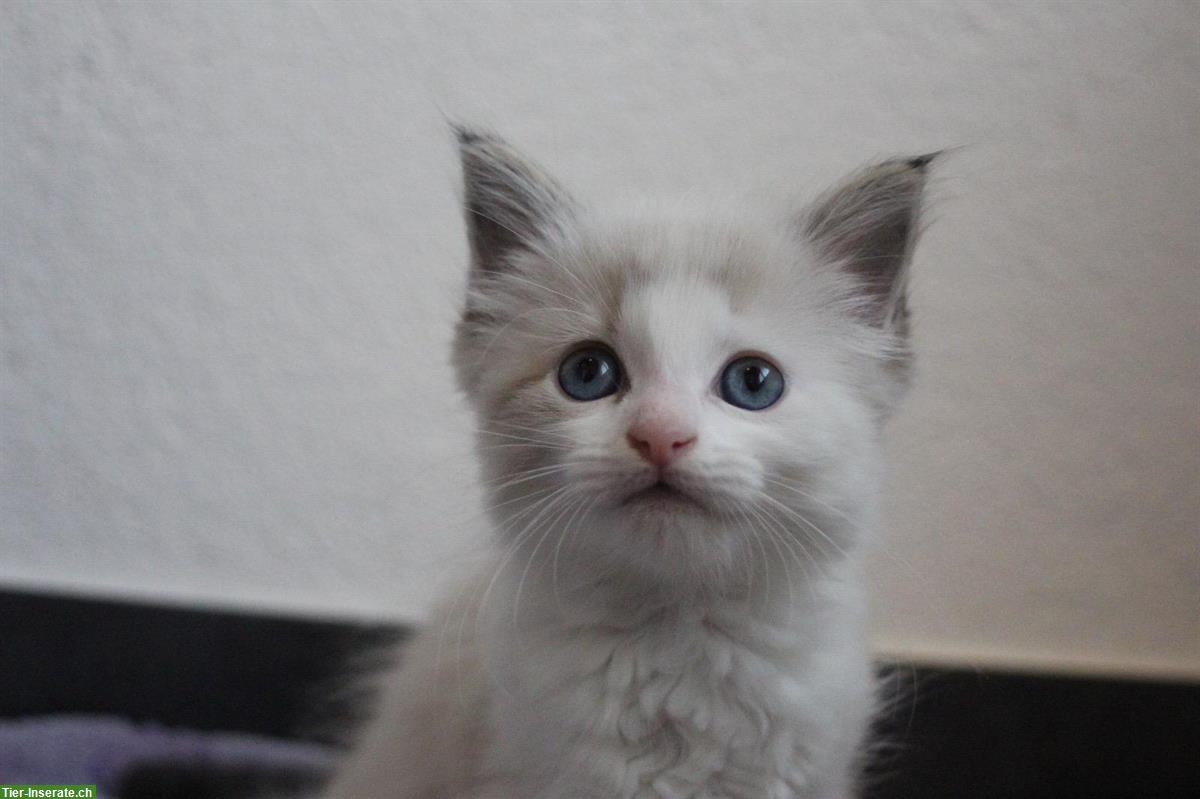 Mischling Kitten (weiblich) sucht ein passendes Zuhause