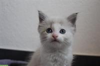 Mischling Kitten (weiblich) sucht ein passendes Zuhause