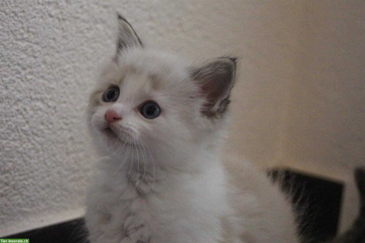 Bild 2: Mischling Kitten (weiblich) sucht ein passendes Zuhause