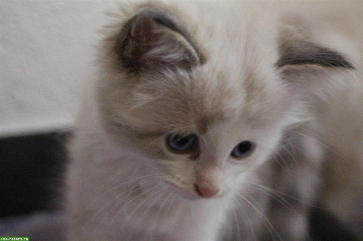 Bild 3: Mischling Kitten (weiblich) sucht ein passendes Zuhause