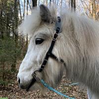 Shetty Wallach | kleines Einhorn sucht Elfenkind(er)