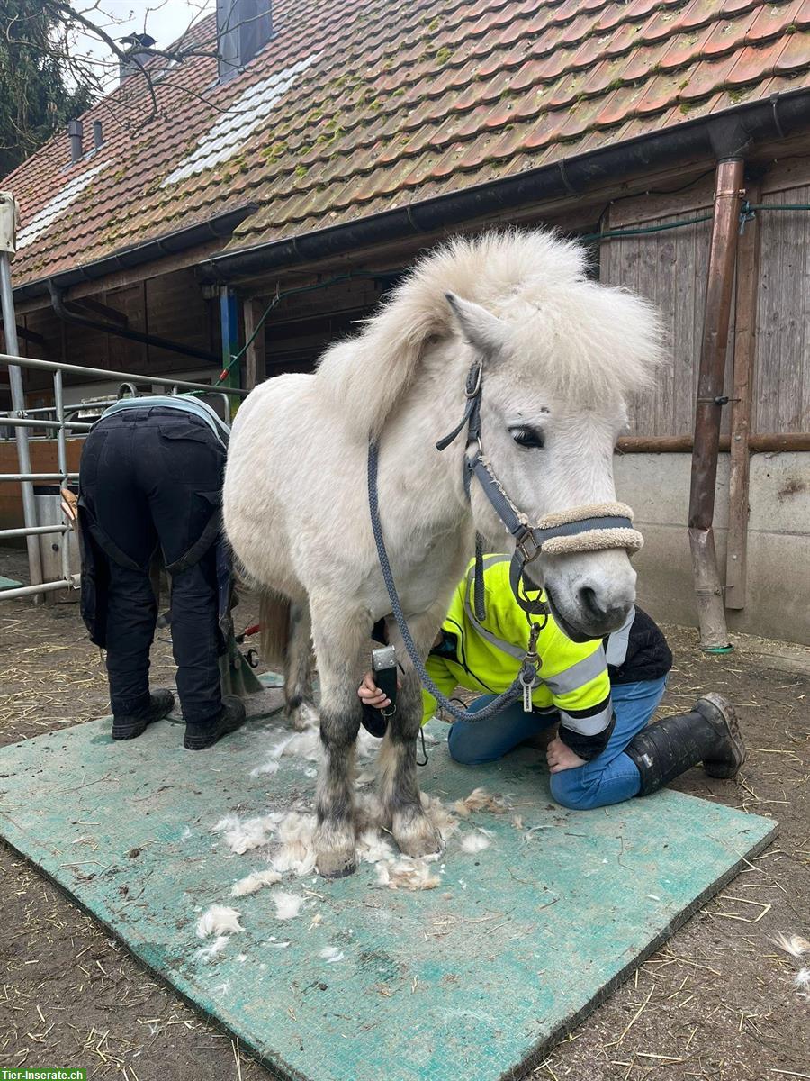 Bild 2: Shetty Wallach | kleines Einhorn sucht Elfenkind(er)