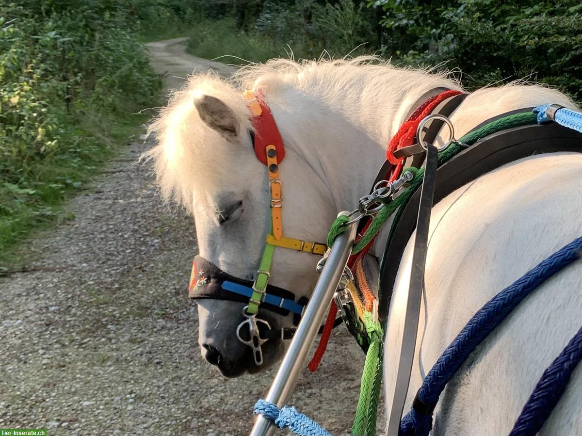 Bild 3: Shetty Wallach | kleines Einhorn sucht Elfenkind(er)