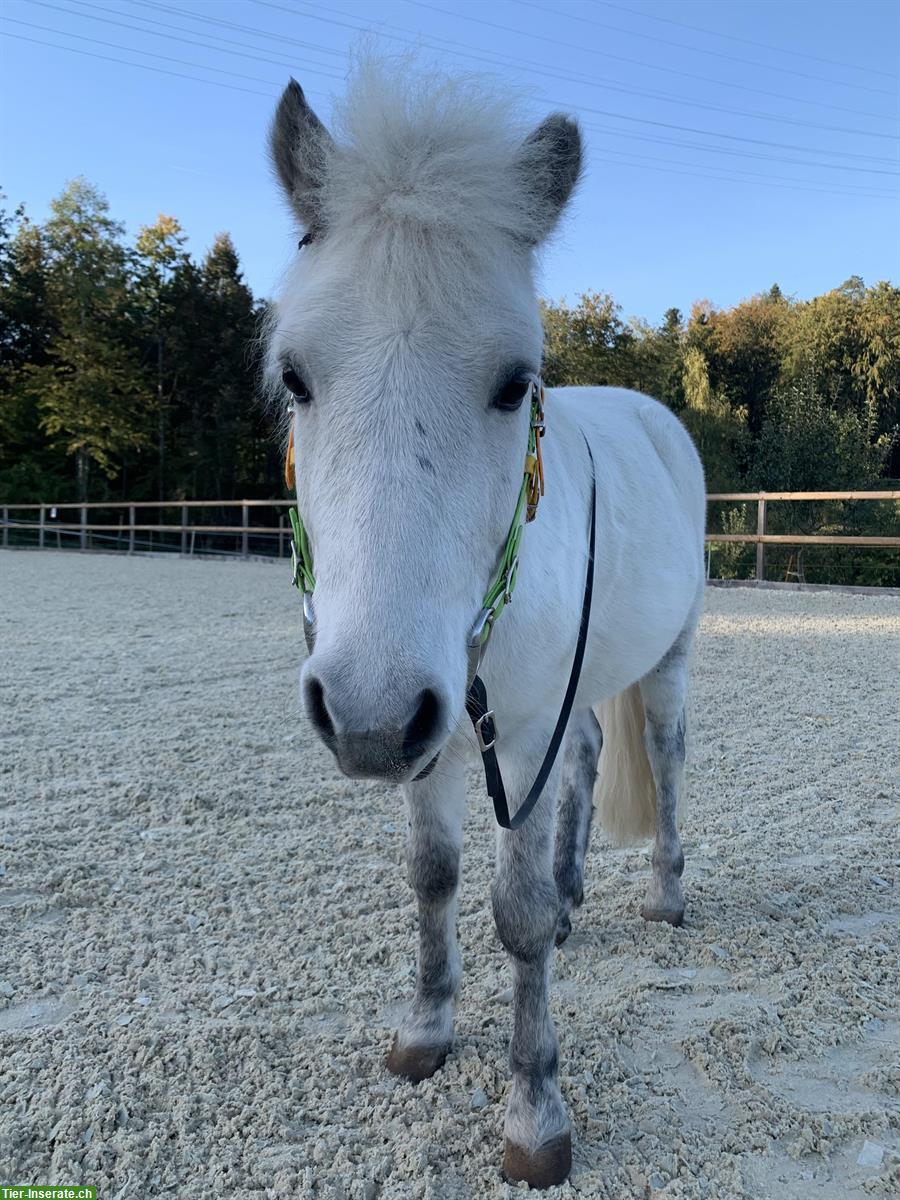 Bild 4: Shetty Wallach | kleines Einhorn sucht Elfenkind(er)