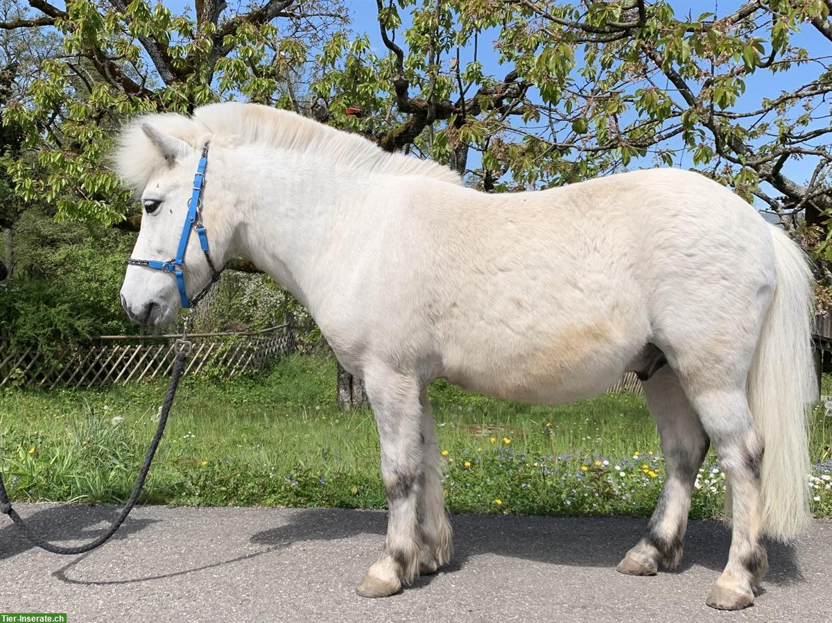Bild 5: Shetty Wallach | kleines Einhorn sucht Elfenkind(er)
